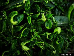 Daun